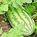 Photo Congo Watermelon Seeds XXL Extra Sweet Non-GMO Organic Huge 30-50Lbs Garden rsc2a1r (25+ Seeds)
