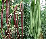 50+ Green or Red Cowpea Yard Long Bean Seeds Yardlong Beans Heirloom Non-GMO Vegetable Photo, best price $6.99 new 2024