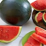 Watermelon, Black Diamond, Heirloom, 50 Seeds, Super Sweet Round Melon Photo, best price $2.99 ($0.06 / Count) new 2024