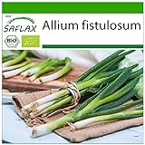 SAFLAX - Ecológico - Cebolla tierna - Ishikura japonés - 150 semillas - Allium fistulosum Foto, mejor precio 3,95 € nuevo 2024