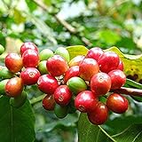 Samen für Pflanzen, 1 Beutel Bohnensamen mehrjährig, natürlich, klein, produktiver Kaffeebaum-Samen für Garten – Kaffeebohnen Samen Foto, bester Preis 2,39 € neu 2024