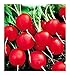 Photo Graines de radis saxa sel. rubis - légumes - raphanus sativus - rv002 - les meilleures graines de plantes - fleurs - fruits rares - radis - idée cadeau originale - 1000 graines environ