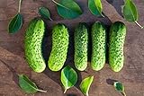 Boston Pickling Cucumber Seeds - Non-GMO - 3 Grams Photo, best price $4.99 new 2024