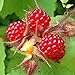 Foto 100 Piezas De Semillas De Frutas Raras Frambuesa/Mora/Fresa/Kiwi Semillas De Frutas Nutritivas Bonsái Semillas de frambuesa