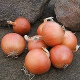 Onion Seeds - Talon Organic - 250 Seeds Photo, best price $5.99 ($0.02 / Count) new 2024