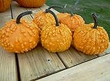 25+ Seeds Pumpkin (RFS) : Sanchez Pumpkin Fresh Photo, best price $25.00 new 2024