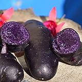00 graines de pommes de terre de chair violette à peau noire taux de germination élevé facile à faire pousser pour manipuler les plantes potagères savoureuses de jardin pour l'agriculture do Gra Photo, meilleur prix 0,01 € nouveau 2024