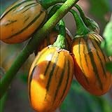 50 graines / pack jardin des plantes de bricolage, Solanum aethiopicum africaine Aubergine Vegetable Seeds Photo, meilleur prix 4,99 € nouveau 2024