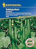 Salatgurke Dominica F1, reinweibliche F1-Hybride Spitzenerträge mit schönen langen Früchten kernlos bitterfrei Foto, bester Preis 5,39 € (5,39 € / Stück) neu 2024