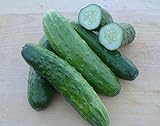 Cucumber Seeds- Straight Eight Heirloom- 100+ Seeds Photo, best price $4.29 new 2024