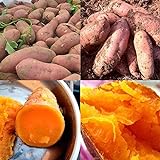 Lot de 50 graines de patates douces pour plantation - Fortes survivables - Rafraîchissantes - Pomme de terre violette - Pour cultiver facilement le jardin - Graines de patates douces Photo, meilleur prix 1,79 € nouveau 2024
