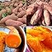 Photo Lot de 50 graines de patates douces pour plantation - Fortes survivables - Rafraîchissantes - Pomme de terre violette - Pour cultiver facilement le jardin - Graines de patates douces