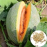 Semillas de melón cantaloupe, 1 bolsa de semillas dulce germen jugoso semillas de frutas naturales de la huerta Foto, mejor precio 0,01 € nuevo 2024