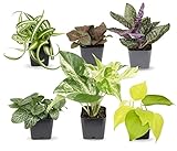 Easy to Grow Houseplants (6 Pack), Live House Plants in Plant Containers, Growers Choice Plant Set in Planters with Potting Soil Mix, Home Décor Planting Kit or Outdoor Garden Gifts by Plants for Pets Photo, best price $25.61 new 2024