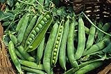 Green Arrow Pea Seeds - 50 Count Seed Pack - Non-GMO - A shelling Pea Variety That is Very Easy to Grow and thrives in Cold Weather. Excellent for Canning or Freezing. - Country Creek LLC Photo, best price $2.99 new 2024