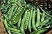 Photo Green Arrow Pea Seeds - 50 Count Seed Pack - Non-GMO - A shelling Pea Variety That is Very Easy to Grow and thrives in Cold Weather. Excellent for Canning or Freezing. - Country Creek LLC
