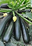 Seeds Zucchini Squash Black Beauty Vegetable for Planting Heirloom Non GMO Photo, best price $7.99 new 2024