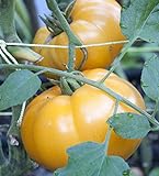 75+ Yellow Brandywine Tomato Seeds- Heirloom Variety- by Ohio Heirloom Seeds Photo, best price $4.19 new 2024