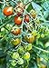 Photo Moby Grape Tomato Seed