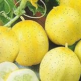 Pepino - Limón - 20 semillas [fácil de cultivar] Foto, mejor precio 3,16 € nuevo 2024