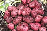 Simply Seed - 5 LB - Red Pontiac Potato Seed - Non GMO - Naturally Grown - Order Now for Spring Planting Photo, best price $17.99 new 2024