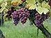 Foto 5 Samen von Vitis vinifera Gewurtztraminer WEIN Traubenkernen