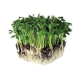 Speckled Pea Sprouting Seeds - 5 Lbs - Certified Organic, Non-GMO Green Pea Sprout Seeds - Sprouts & Microgreens Photo, best price $23.46 new 2024