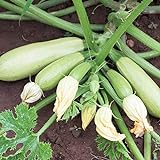 Bianca di Trieste Zucchini Samen für ca. 10 Pflanzen - helle Früchte, ertragreich Foto, bester Preis 1,69 € (0,17 € / stück) neu 2024