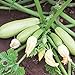 Foto Bianca di Trieste Zucchini Samen für ca. 10 Pflanzen - helle Früchte, ertragreich