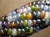 Glass Gem Corn Seeds (200 Seeds) - USA Grown by PowerGrow Systems Guaranteed to Grow Photo, best price $6.99 ($0.03 / Count) new 2024