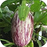 100 - Graines:. Listada de Gandia Aubergine Seeds - Striping Violet sur Le Blanc y !! Photo, meilleur prix 6,99 € nouveau 2024