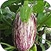 Photo 100 - Graines:. Listada de Gandia Aubergine Seeds - Striping Violet sur Le Blanc y !!