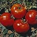 Photo Abe Lincoln Heirloom Tomato Seeds- 50+