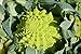 Photo Graines Chou brocolis Romanesco - sachet de 400 graines - Brassica/oleracaea/Brassicaceae - Graines de style