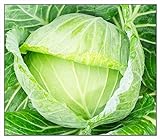 250 Golden Acre Cabbage Seeds | Non-GMO | Fresh Garden Seeds Photo, best price $6.95 new 2024