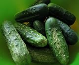 100+ Cucumber Seeds- Boston Pickling Heirloom Photo, best price $3.99 new 2024