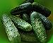 Photo 100+ Cucumber Seeds- Boston Pickling Heirloom