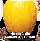 Semillas de melón amarillo canario 3 sel - frutas - sirio - melones amarillos - cucumis melo - las mejores semillas de plantas - flores vegetales - raro - idea de regalo - 180 semillas aprox. Foto, mejor precio 8,18 € nuevo 2024