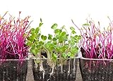Semillas de germinación - rábano negro - 850 semillas Foto, mejor precio 18,00 € nuevo 2024