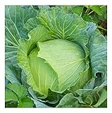 David's Garden Seeds Cabbage Early Jersey Wakefield 6632 (Green) 50 Non-GMO, Heirloom Seeds Photo, best price $4.45 new 2024