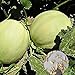 Foto Semilla de fruta fresca con 500pcs Semillas de melón dulce Fácil cultivar deliciosa fruta jugosa Planta de jardín para plantar jardín Patio Home Paisajismo