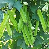 MOCCUROD 15pcs Winged Pea Seeds Four Angled Bean Dragon Bean Seeds Photo, best price $7.99 ($0.53 / Count) new 2024