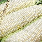 Silver Queen Corn- 50+ Seeds- Ohio Heirloom Seeds Photo, best price $4.99 new 2024