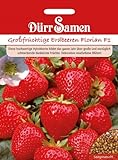 Großfrüchtige Erdbeeren Florian F1 Foto, bester Preis 3,99 € neu 2024