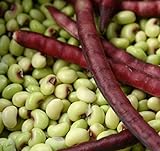 David's Garden Seeds Southern Pea (Cowpea) Pinkeye Top Pick 9786 (Purple) 100 Non-GMO, Open Pollinated Seeds Photo, best price $4.45 new 2024