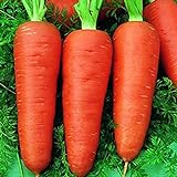 Oce180anYLVUK Karottensamen, 30 Stück Beutel Karottensamen Prolifics Einfach Zu Pflanzen Gute Ernte Gartensämlinge Für Den Garten Karotte Foto, bester Preis 2,23 € neu 2024