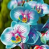 TOYHEART 100 Stück Premium-Blumensamen, Phalaenopsis-Samen Aromatische Cymbidium-Pflanzen Mehrjährige Orchideen-Blumensämlinge Für Das Amt Blau Foto, bester Preis 2,07 € (0,02 € / stück) neu 2024