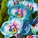 Foto TOYHEART 100 Stück Premium-Blumensamen, Phalaenopsis-Samen Aromatische Cymbidium-Pflanzen Mehrjährige Orchideen-Blumensämlinge Für Das Amt Blau
