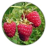 Riesen Himbeere - Ca. 50 Samen - Rubus idaeus - Für Mehrjährige Pflanzen - Gesunde & Vitaminreiche Früchte Foto, bester Preis 3,49 € (0,07 € / stück) neu 2024
