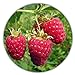 Foto Riesen Himbeere - Ca. 50 Samen - Rubus idaeus - Für Mehrjährige Pflanzen - Gesunde & Vitaminreiche Früchte